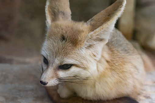 portrait of cute Fennec fox relaxing on a stone