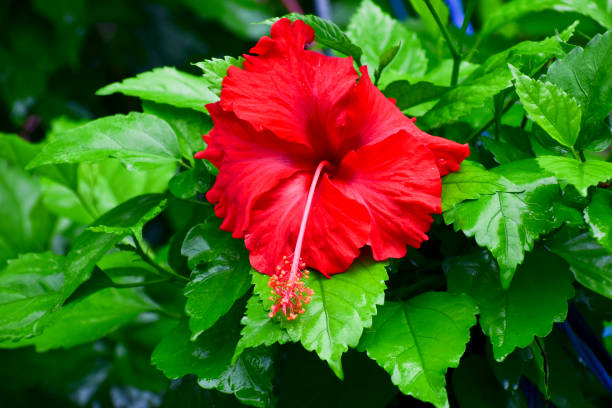 istock Hibiscus beautiful flower 1410215629