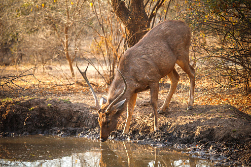 Stag sambar deer (Rusa unicolor) drinking water in the Ranthambore National Park, India