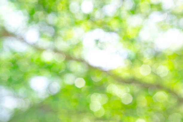 istock Green blur background with bokeh. 1410217583
