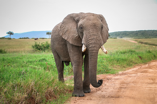 Big male African bush elephant (Loxodonta africana) coming out into the open in the Masai Mara National Park, Kenya