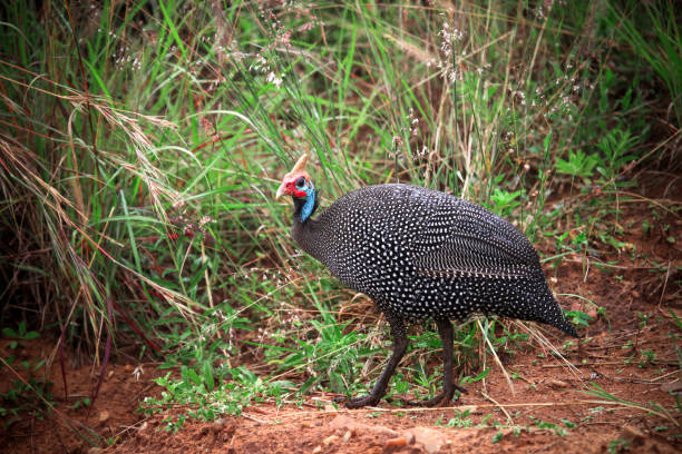 istock Helmeted guineafowl 1410218023