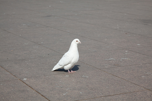 pigeons on city street