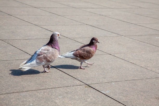 pigeons on city street