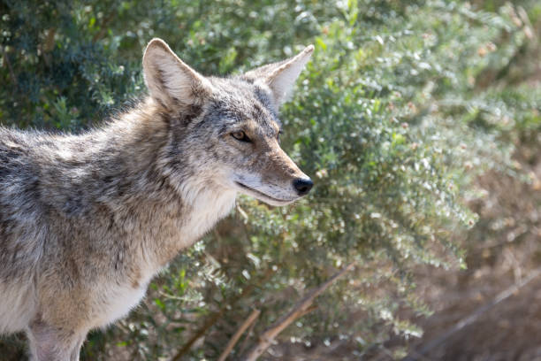 istock Coyote in Death Valley 1410219234