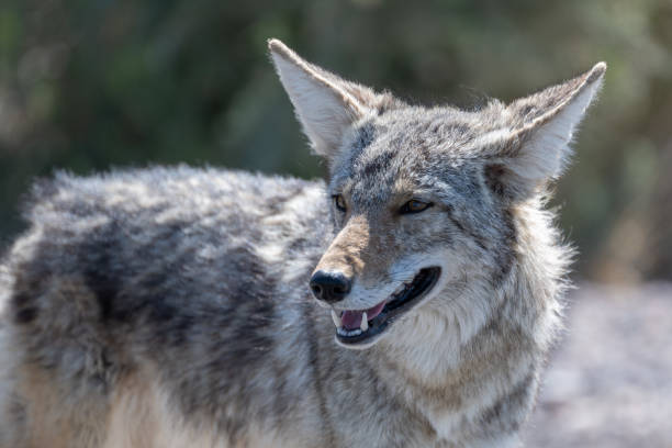 istock Coyote in Death Valley 1410219238