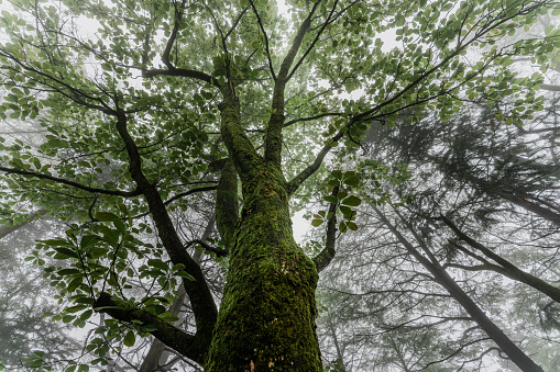 Primeval forest, Mount Jiuhua, Anhui, China