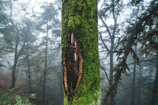 Primeval forest, Mount Jiuhua, Anhui, China