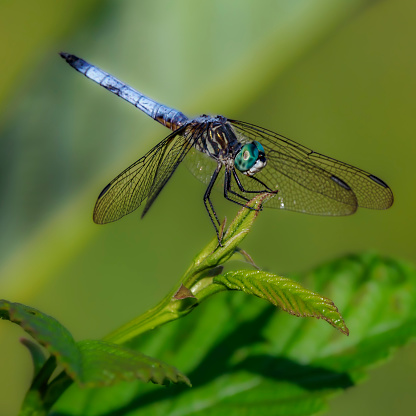 A blue Dragonfly on the tip of a weed in the Willamette Valley of Oregon. This is near a wetland pond. Is not captive. Not moved or touched for the photo.