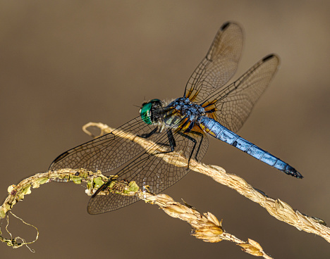 A blue Dragonfly on the tip of a weed in the Willamette Valley of Oregon. This is above a wetland pond. Is not captive. Not moved or touched for the photo.