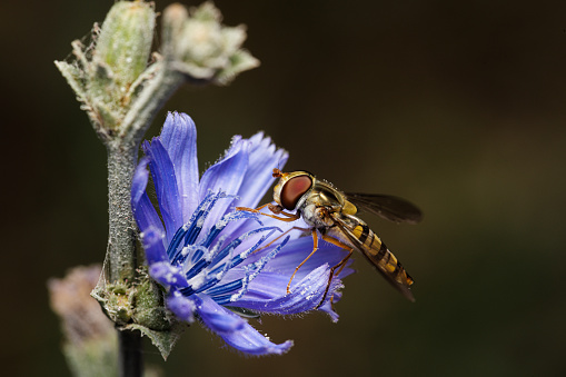 Macro photography of a bee