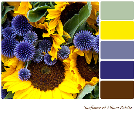 Sunflower and allium background colour palette with complimentary swatches.
