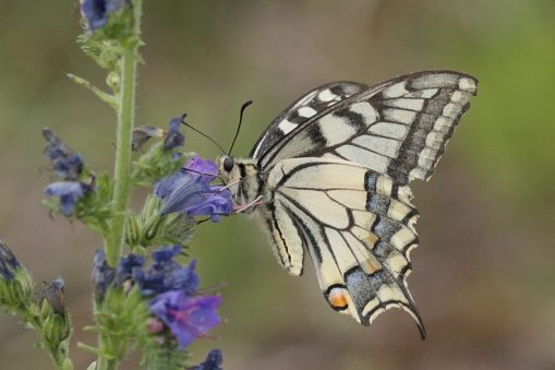 Papilio machaon on unidentified flower