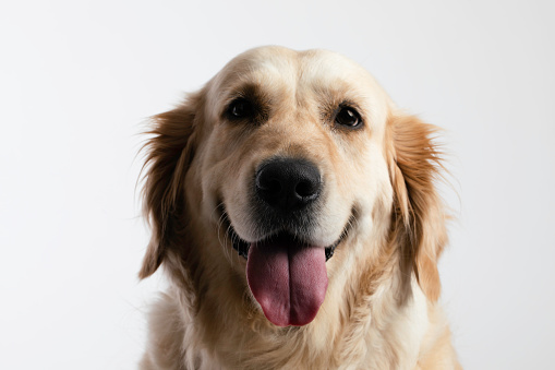 Golden retriever looking at camera.