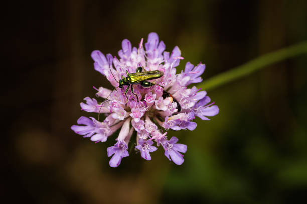 Macro photography of a beetle