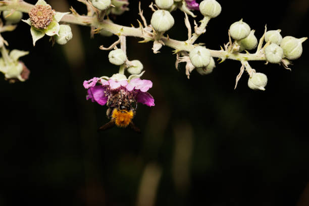 Macro photography of a bumblebee