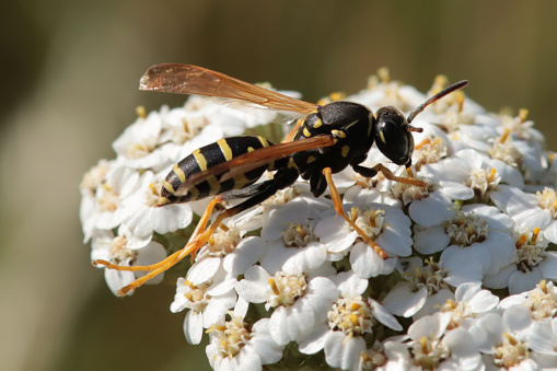 A sharp-tailed Leafcutter Bee, Coelioxys, gathers pollen from a  flower in autumn in the Laurentian forest.