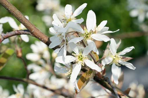 Fruit trees in bloom in the province of Limburg,Belgium.