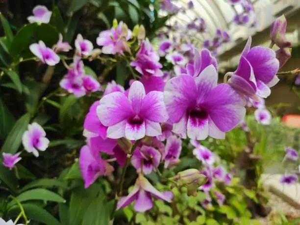 Dendrobium phalaenopsis or Dendrobium bigibbum belonging to the family Orchidaceae
