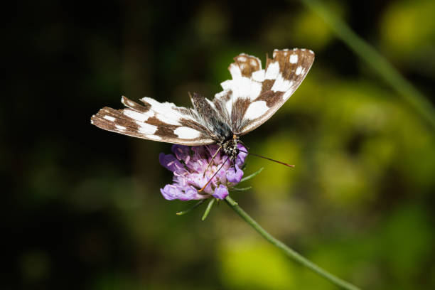 Melanargia galathea has a wingspan of 46–56 millimetres  In these medium-sized butterflies the upper side of the wings is decorated with white and gray-black or dark brown markings, but it is always gray-black or dark brown checkered in the basal and distal areas. The underside is similar to the upper side but the drawings is light gray or light brown. On the underside of the hindwings is present a row of gray eye spots. The males and the females are quite similar, except that some females may have a yellowish nuance on the underside of the wings.Life cycle:Like other members of its subfamily, the larvae feed on various grasses. These include Phleum (P. pratense), Poa (P. annua, P. trivalis), Festuca rubra, Bromus erectus, Dactylis, Brachypodium pinnatum, Agrostis capillaris, Elytrigia, Holcus, Dactylis, Triticum and Agropyron species . Eggs are laid on the wing, or from brief perches on grass stems, and are just sprinkled among the grass stems. Upon hatching, the larvae immediately enter hibernation and only feed the following spring when the fresh growth occurs. They are a lime-green colour, with a dark green line running down the middle of their back. Pupation takes place at ground level in a loose cocoon. Adults can be found from early June to early September. On a good site, in warm, sunny weather, thousands can be seen gently fluttering amongst the grass heads.Habitat:It is found in forest clearings and edges, meadows and steppe where it occurs up to 1,500-1,700 m above sea level. They are a common sight in unimproved grasslands across Europe.Distribution:This species can be found across most of Europe, southern Russia, Asia Minor and Iran. There is an isolated population in Japan. It is not found in Ireland, North Britain, Scandinavia (except Denmark) and Portugal or Spain. The late twentieth century saw an expansion of its range in the UK (source Wikipedia). This Picture is made during a Long Weekend in the South of Belgium in June 2019.
