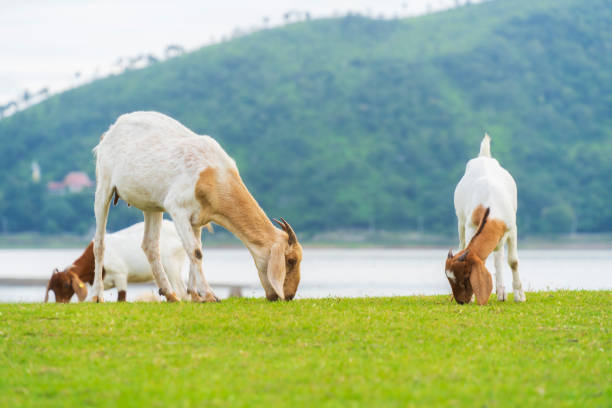 Herd of goats grazing in the beautiful green meadow in front of the dam and mountain in background, Lopburi, Thailand Herd of goats grazing in the beautiful green meadow in front of the dam and mountain in background, Lopburi, Thailand mountain famous place livestock herd stock pictures, royalty-free photos & images