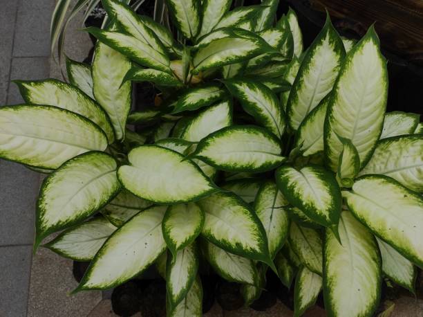 istock Dieffenbachia seguine, also known as dumbcane or tuftroot. 1410232521