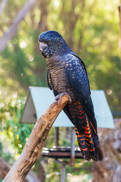 istock Red-tailed black cockatoo portrait 1410232975