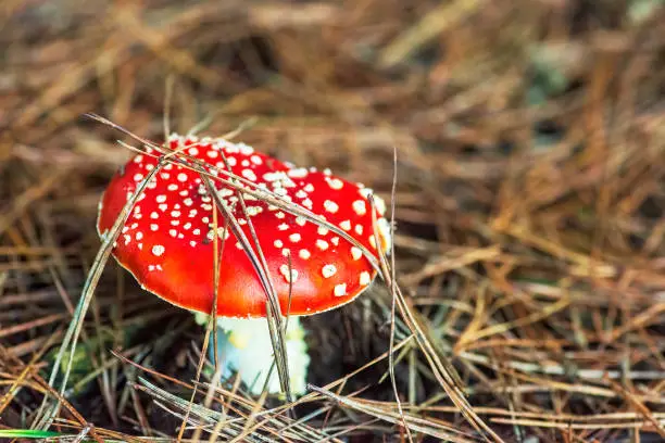 Fly agaric, amanita, toadstool red poisoned mushroom. Natural background. Copy space.