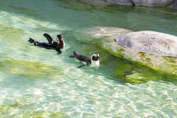 black and white penguins swim in a pool aquarium, poland zoo