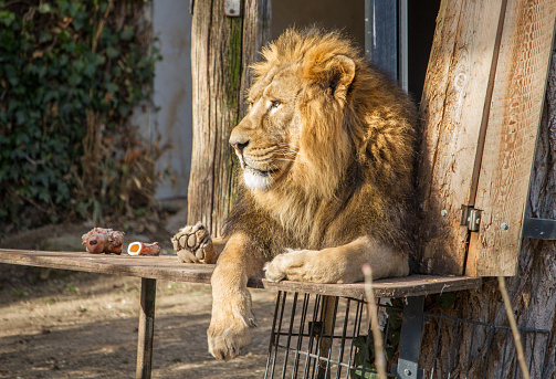 Lion close-up portrait