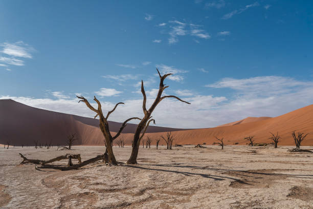 Deadvlei Namibia Deadvlei white clay pan namibia photos stock pictures, royalty-free photos & images