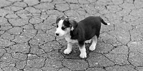 Lonely sad puppy on cracked ground. Black and white toned image. Panoramic view.
