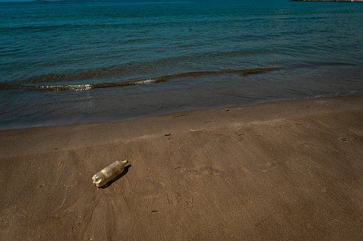 The 2.5 lt plastic bottle washed up on the beach, the beach, the shore is old.