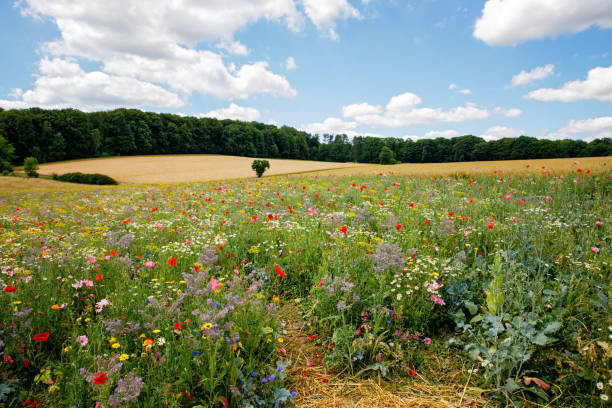 istock Landscape with field with summer flowers. Beautiful view with sky and path, trees and wildflower meadow. On sunny day. 1410237652
