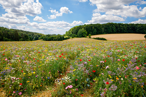 Landscape with field with summer flowers. Beautiful view with sky and path, trees and wildflower meadow. On sunny day