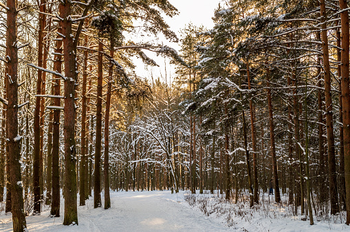 beautiful winter background with a footpath through the pine forest