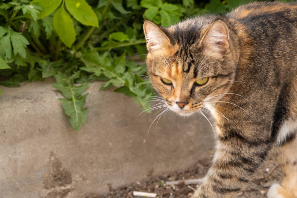 istock A gloomy multi-colored cat looks into the camera. Cat on a walk. 1410239649