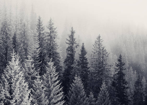 안개 속에서 흑백으로 얼어 붙은 겨울 숲 - black and white landscape image horizontal 뉴스 사진 이미지