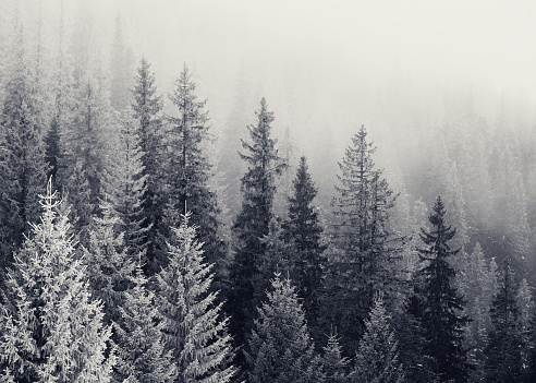 Black and white frozen winter forest in the fog. Carpathian Mountains, Ukraine.