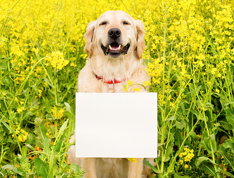 Golden Retriever sitting in rapeseed field holding a blank sign in his mouth
