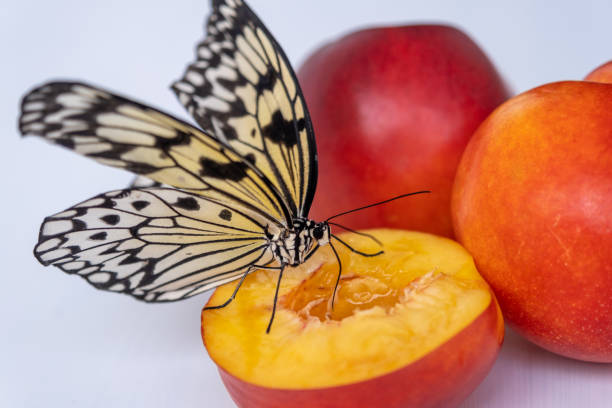 istock A tender butterfly drinks nectar from a peach with its proboscis. A juicy and ripe fruit on which a butterfly sits 1410240943