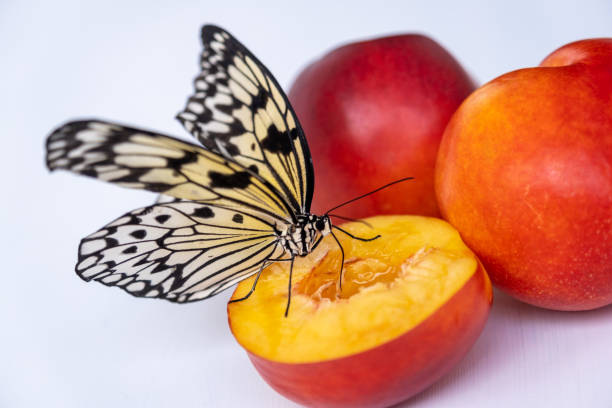 istock A tender butterfly drinks nectar from a peach with its proboscis. A juicy and ripe fruit on which a butterfly sits 1410240953