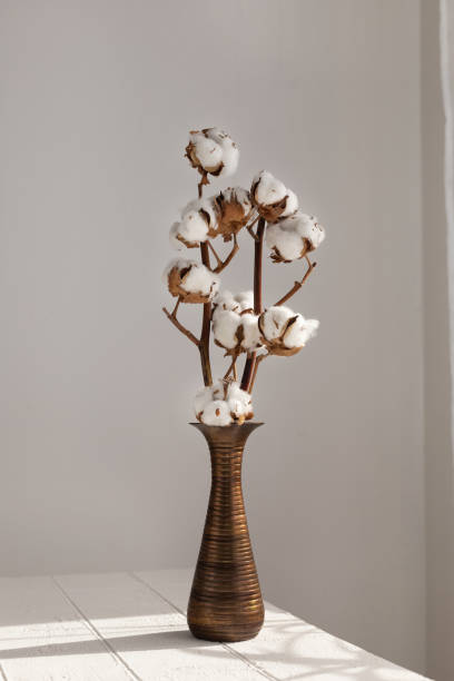 istock Cotton branch in a minimalist white interior in a vase on the table 1410242391