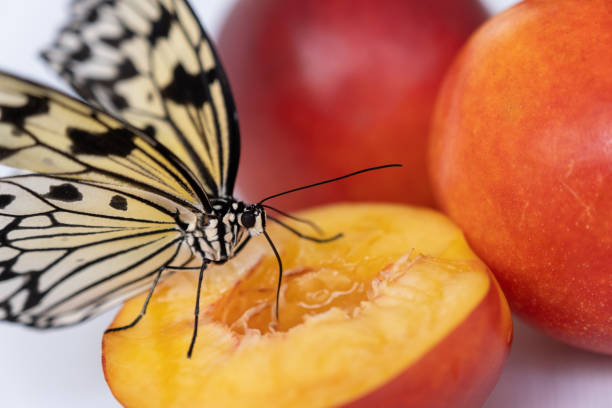 istock A tender butterfly drinks nectar from a peach with its proboscis. A juicy and ripe fruit on which a butterfly sits 1410242396