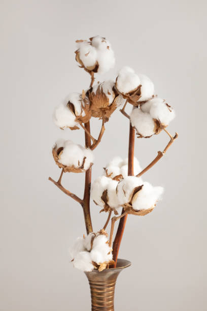 istock Cotton branch in a minimalist white interior in a vase on the table 1410242405