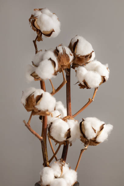 istock Cotton branch in a minimalist white interior in a vase on the table 1410242417