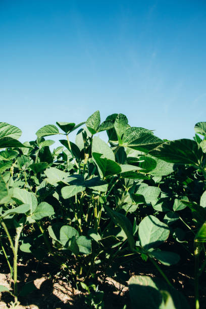 istock Soybean plants. A soy field closeup with blue sky 1410242800