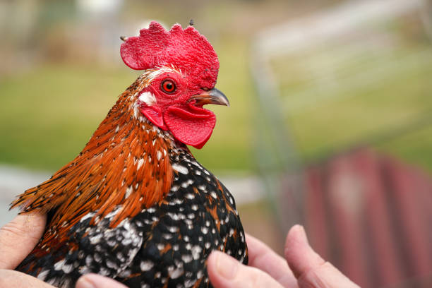 istock Small bantam chicken rooster with bright red comb, closeup detail with hands on feathers 1410242906