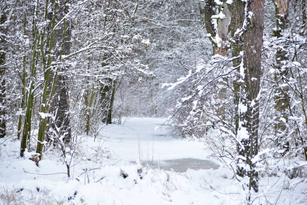 istock Wide path in the forest covered with snow. 1410242942