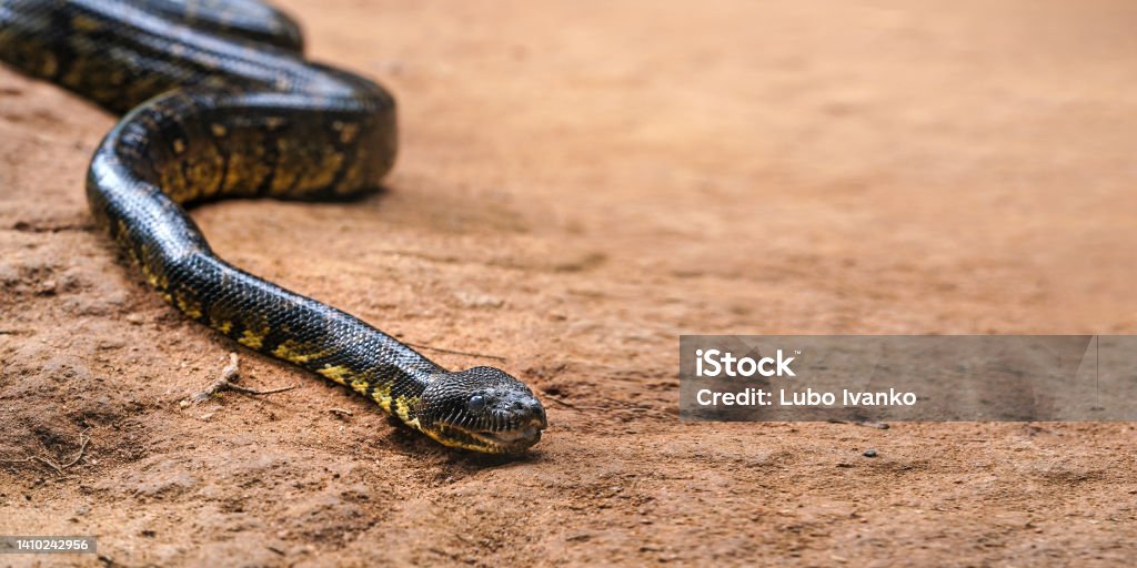 Madagascar tree boa snake - Sanzinia madagascariensis - slither on dusty ground, closeup detail, empty space for text right side Madagascar tree boa snake - Sanzinia madagascariensis - slither on dusty ground, closeup detail, empty space for text right side. Africa Stock Photo